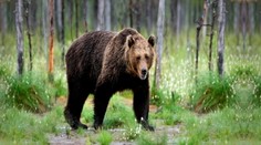 V Ábelovej roztrhal medveď dvoch psov. Utekali aj manželia