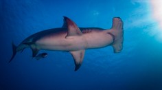 Brutálny útok žraloka neďaleko turistického letoviska. Len 16-ročný chlapec prišiel o hlavu a ruku