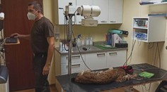 V bojnickej ZOO dávajú dokopy zranenú samicu rysa, ktorá sa ukrývala vo dvore rodinného domu