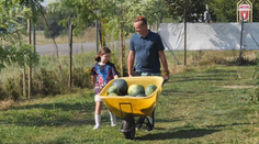 Už aj na severe Slovenska sa darí melónom. Pestovateľ pri Púchove ich zbiera na tony