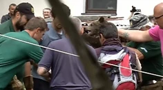 Zábery, ako medvedici Inge berú mláďatá, lámu srdce. Ochranári vysvetlili, prečo to urobili