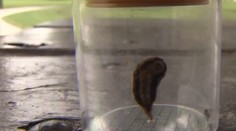 Štát v USA sa borí s inváziou jedovatých húseníc. Kontakt s nimi spôsobuje viacero problémov