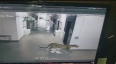Leopard hľadal potravu v škole. Horor, ktorý nastal, uvidíte vo videu