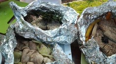 Filet z kapra v alobale na tri spôsoby