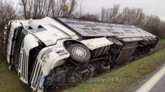 Po nehode kamióna s býkmi je diaľnica D1 v smere do Trnavy opäť otvorená