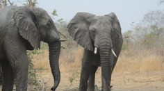 Artur sa zamiloval do Afriky:  Zachraňuje životy slonov a bojuje proti pašerákom