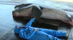 Rybárom padla sánka. Tohto obra chytili do siete