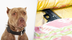 Muž tvrdí, že ho postrelil jeho vlastný pes. Vyskočil na posteľ, na ktorej ležala zbraň