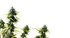 Albánska polícia tohto roku zničila marihuanu za tri miliardy eur