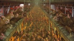 Holanďania sa boja jesť vajcia. Krajinou sa prevalil obrovský škandál