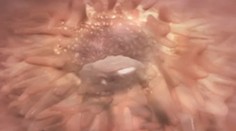 Fascinujúce video! Čo sa deje v maternici tesne po oplodnení