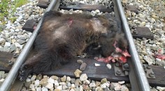 V Tatrách zrazila električka 80-kilovú medvedicu. Vodič si to nevšimol a ťahal ju ešte niekoľko metrov