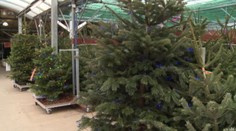 Vianoce sa blížia. Pozrite, aké ozdoby sú tento rok v kurze