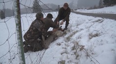 Do drôtov sa ročne zamotajú a uhynú stovky zvierat. Takto vyzerá vyslobodenie so šťastným koncom