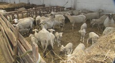 Jahňatá Slovákom zachutili. Chovatelia veria, že ich už nebudú musieť vyvážať