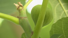 Klíma sa na Slovensku rapídne mení. Čoskoro budeme môcť v sadoch pestovať figy, pomaranče a mandarínky