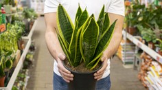 Vlhkosť jesene a plesne. Pestovanie týchto rastlín vám pomôže bojovať proti ich tvorbe v domácnosti