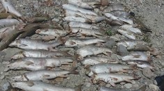 Skaza na rieke Hron: Turbíny vodnej elektrárne rozsekali tisíce rýb