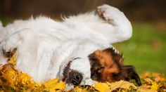 V piatok na babie leto zabudnite. Teplo sa oblečte, pocitovo bude chladnejšie