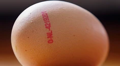 Fipronil objavili vo vajciach v siedmich ďalších chovoch nosníc