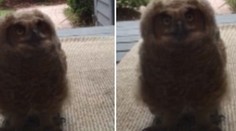 Žena otvorila dvere a pred domom stálo rozkošné čudo. Čo je to?