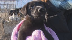 Domáci miláčik nemusí byť vždy dobrým vianočným darčekom. Vopred treba zvážiť viacero vecí