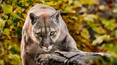 Vychádzka so psom sa zmenila na drámu. Žena odohnala pumu naozaj originálnym spôsobom