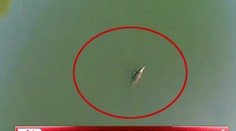 Panika na Kréte! Objavil sa tam dvojmetrový krokodíl