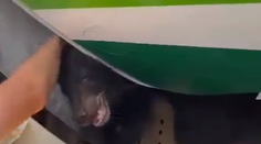 Panika na letisku: Medveď zdržal lietadlo, pobehoval v nákladnom priestore