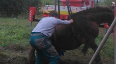 Pezinskí hasiči sa zapotili. Z jamy vyťahovali ťažného koňa