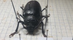 V prievidzskom obchode našli veľkého exotického chrobáka. Ujal sa ho zberateľ hmyzu