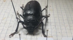 V prievidzskom obchode našli veľkého exotického chrobáka. Ujal sa ho zberateľ hmyzu