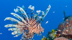 Invázia prudko jedovatých rýb v Stredozemnom mori. Pre človeka predstavujú potenciálne ohrozenie