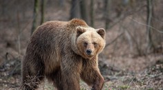 Súd rozhodol: Rezort životného prostredia musí vyplatiť tisíce eur rodine muža, ktorého zabil medveď