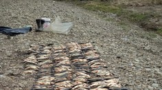 Vodič jazdil v koryte rieky. Zabil stovky rýb