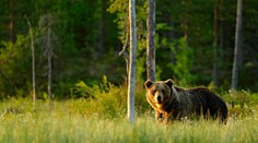 Druhý útok medveďa pri Prievidzi za týždeň. Tentoraz napadol muža pri vysádzaní stromov