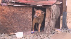 V Chminianskych Jakubovanoch sa konali ďalšie psie zabíjačky. Zisťovali sme, čo na to kompetentní