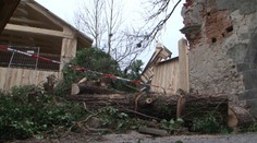 V Bojniciach spadla lipa, ktorú mesto nedovolili spíliť