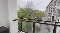 Okupujú balkóny a výkalmi ohrozujú naše zdravie. Tu je niekoľko rád, ako odohnať holuby