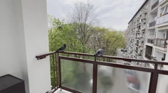 Okupujú balkóny a výkalmi ohrozujú naše zdravie. Tu je niekoľko rád, ako odohnať holuby