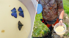Šokujúce správanie Čecha v TANAP-e. Chytili ho pri love veľmi vzácnych motýľov, nekonal tak prvý raz