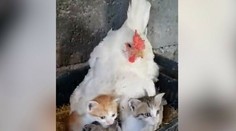 Nič roztomilejšie ste dnes nevideli. Farmár našiel pod sliepkou namiesto vajec niečo úplne iné