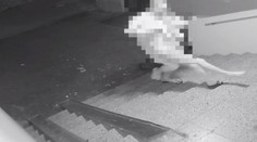 Muž (36) v petržalskom byte týral mladú ženu dva mesiace, privolali policajného vyjednávača