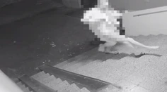Muž (36) v petržalskom byte týral mladú ženu dva mesiace, privolali policajného vyjednávača