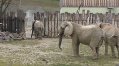 V bojnickej ZOO zažili historický moment. Slonice sa zoznámili s novým parťákom, slonom Tembom