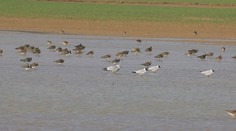 Počasie úplne pobláznilo prírodu. Na jeho vrtochy môžu doplatiť aj sťahované vtáky
