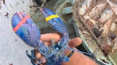 Kapitálny úlovok otca so synom. Šanca na niečo podobné je jedna ku dvom miliónom