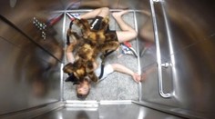 Vtipkár strašil ľudí obrovským pavúkom. V "gatiach" by mal asi každý