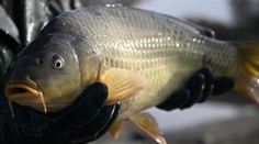 Kúpiť si živého kapra bola pre mnohých dlhoročná tradícia. Zisťovali sme, ako to bude tieto Vianoce