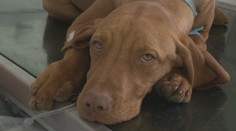 Prichádza bez varovania a šíri sa veľmi rýchlo. Táto choroba číha na vašich psov